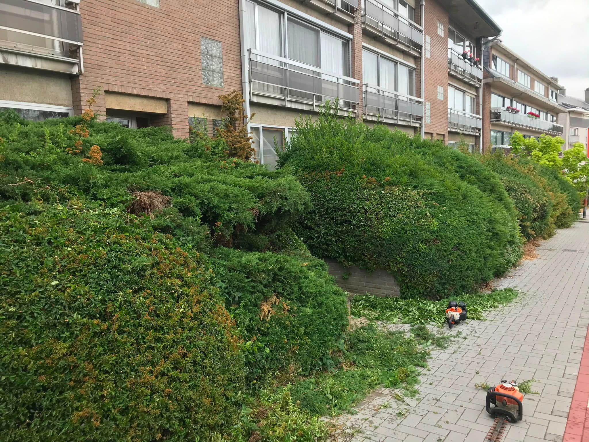 Avant taille d'arbustes — Brabant wallon