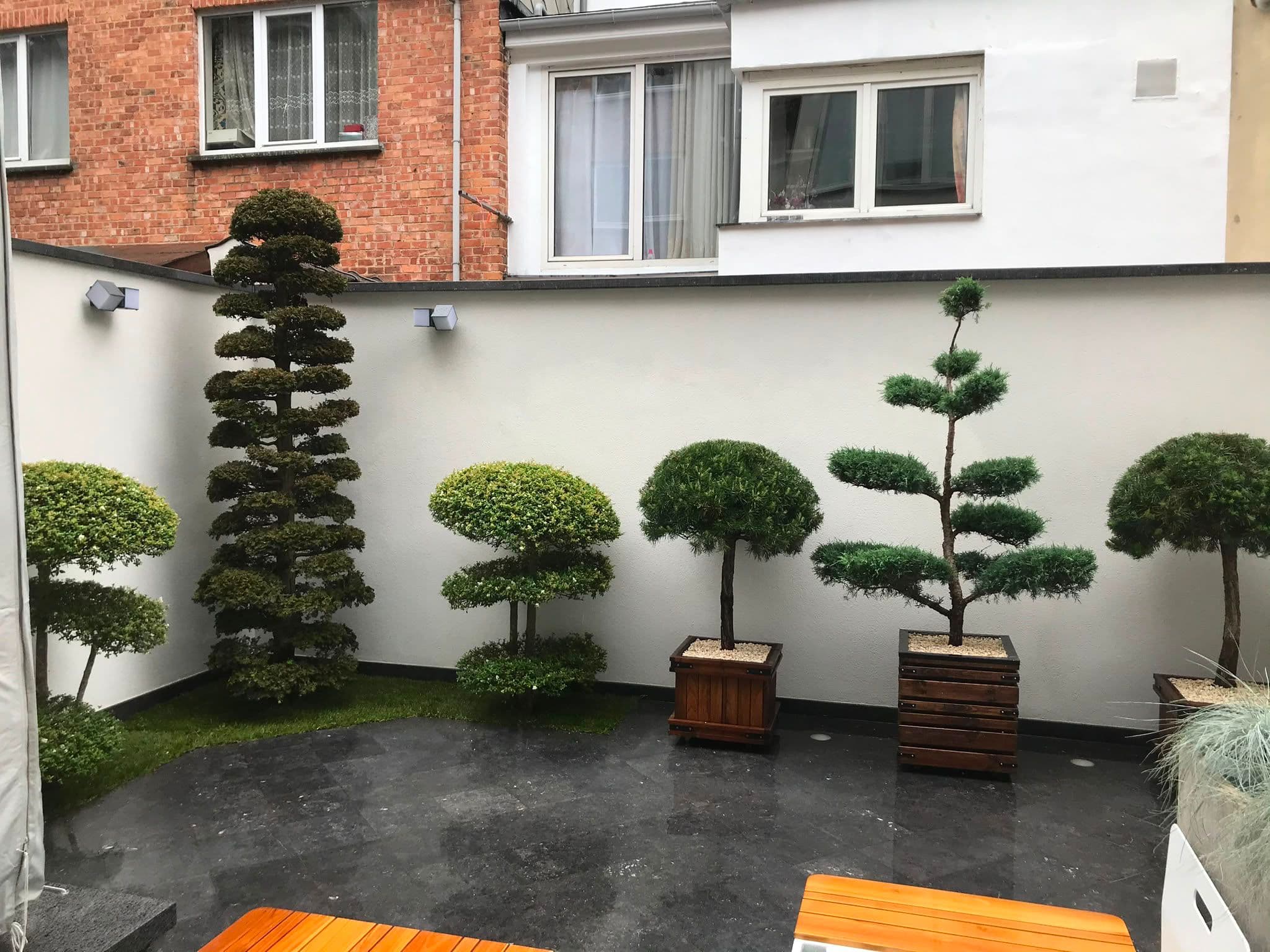 Topiaires en nuage — création paysagère